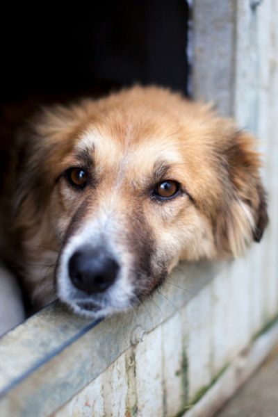 Hellbraune Hündin blickt traurig aus ihrer Hundehütte.