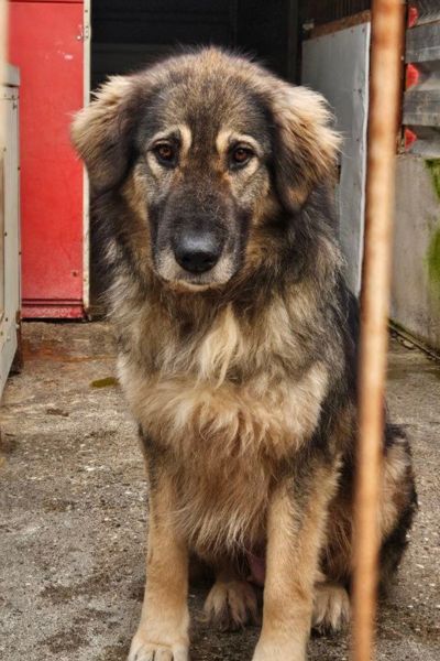 Hündin Shelly sitzt im Zwinger und blickt traurig durch das Gitter.