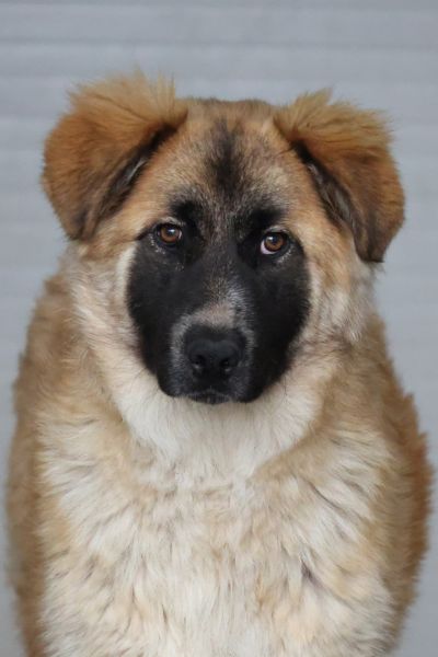 Helle Hündin mit dunkler Schnauze blickt traurig in die Kamera.