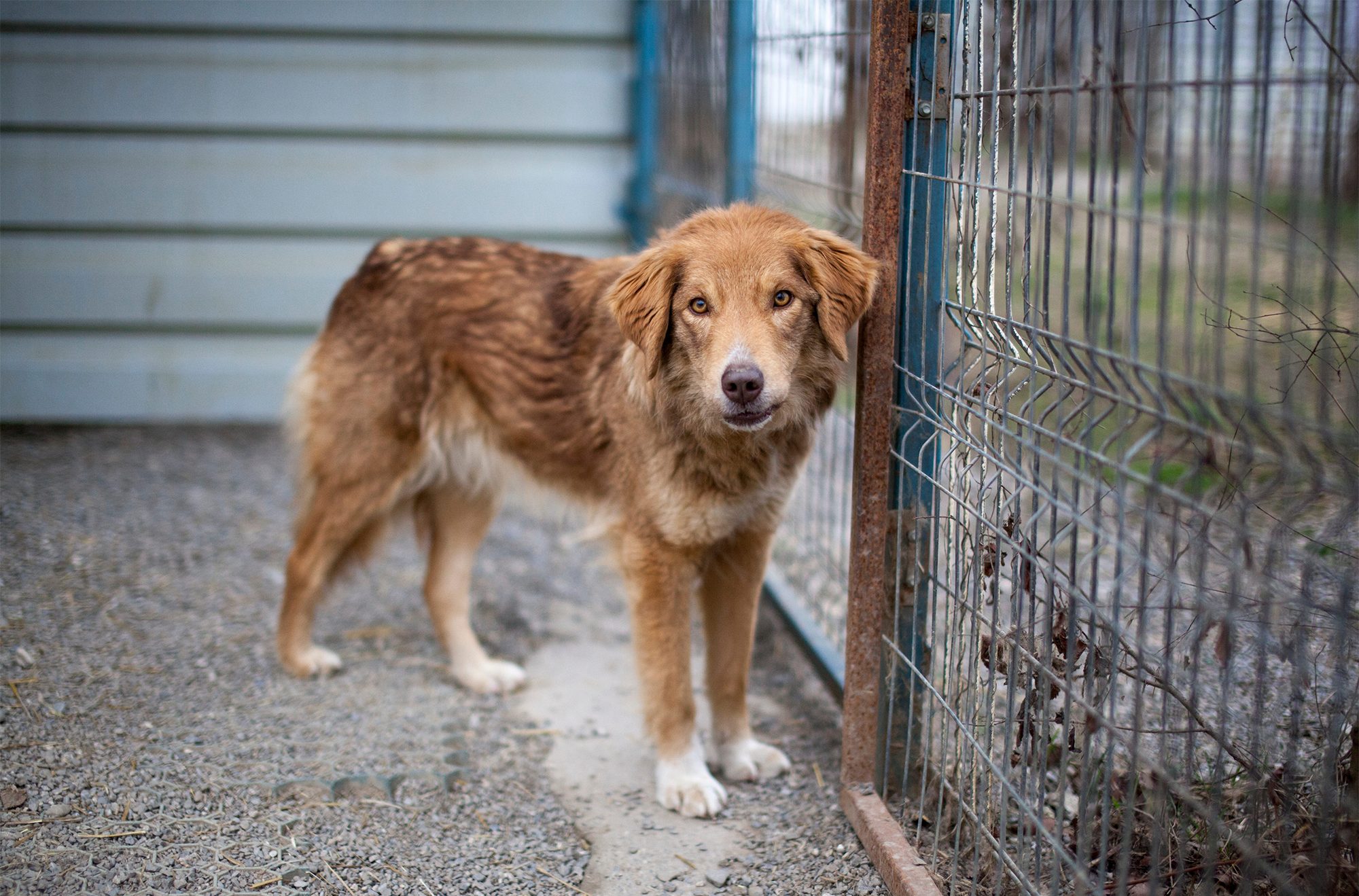 Hund wartet in Rumänien auf seine Menschen
