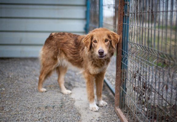 Hund wartet in Rumänien auf seine Menschen