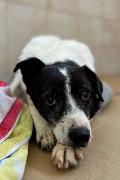 Banjo liegt neben seiner Decke auf dem Boden und schaut in die Kamera