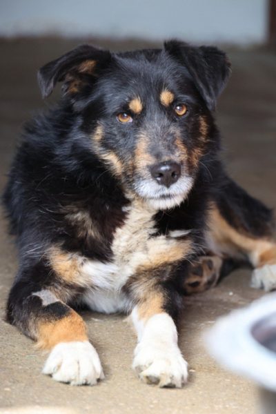 Kalle schaut in die Kamera