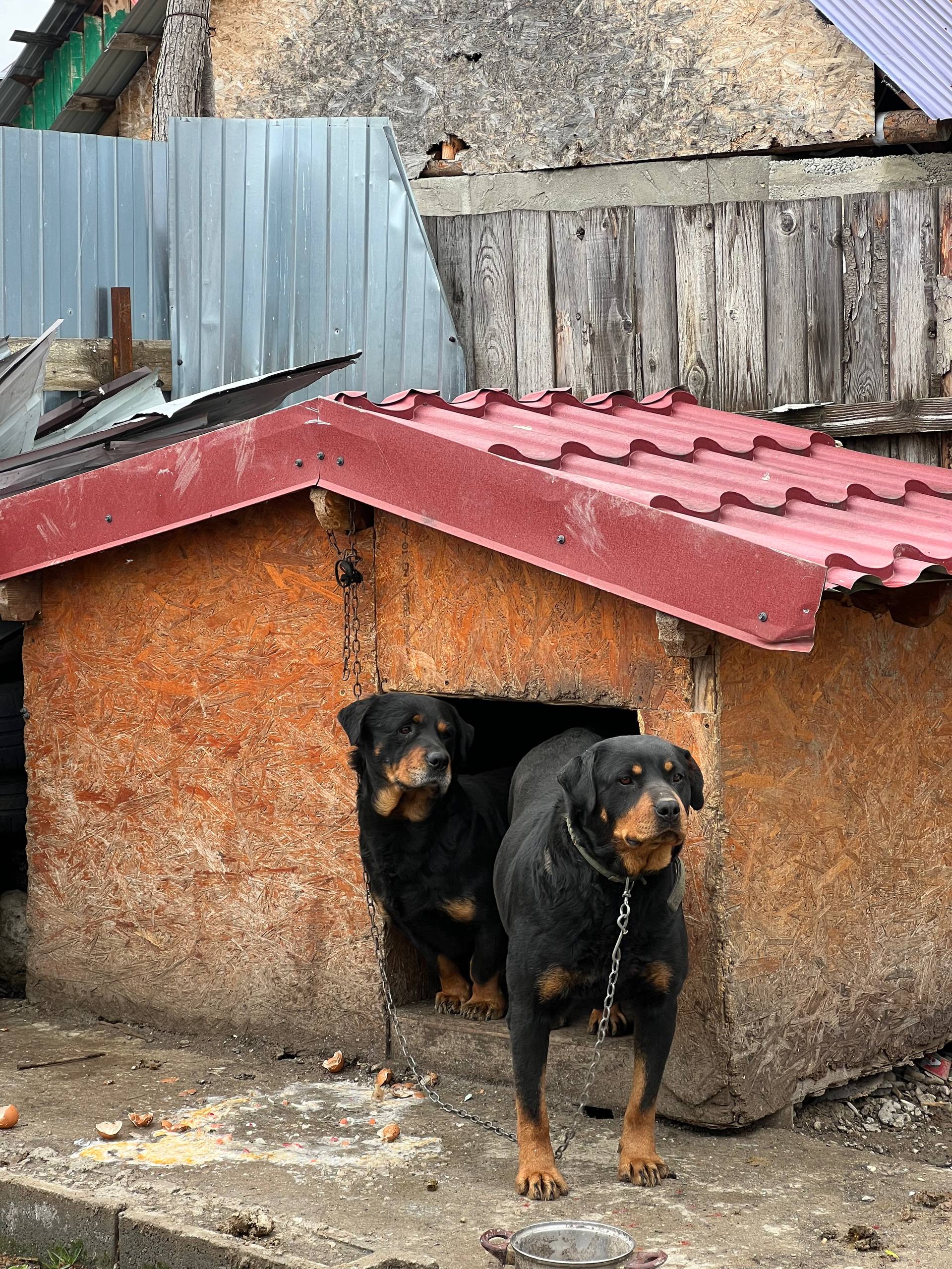 Hunde für einen einzigen Zweck: Haus und Hof zu bewachen