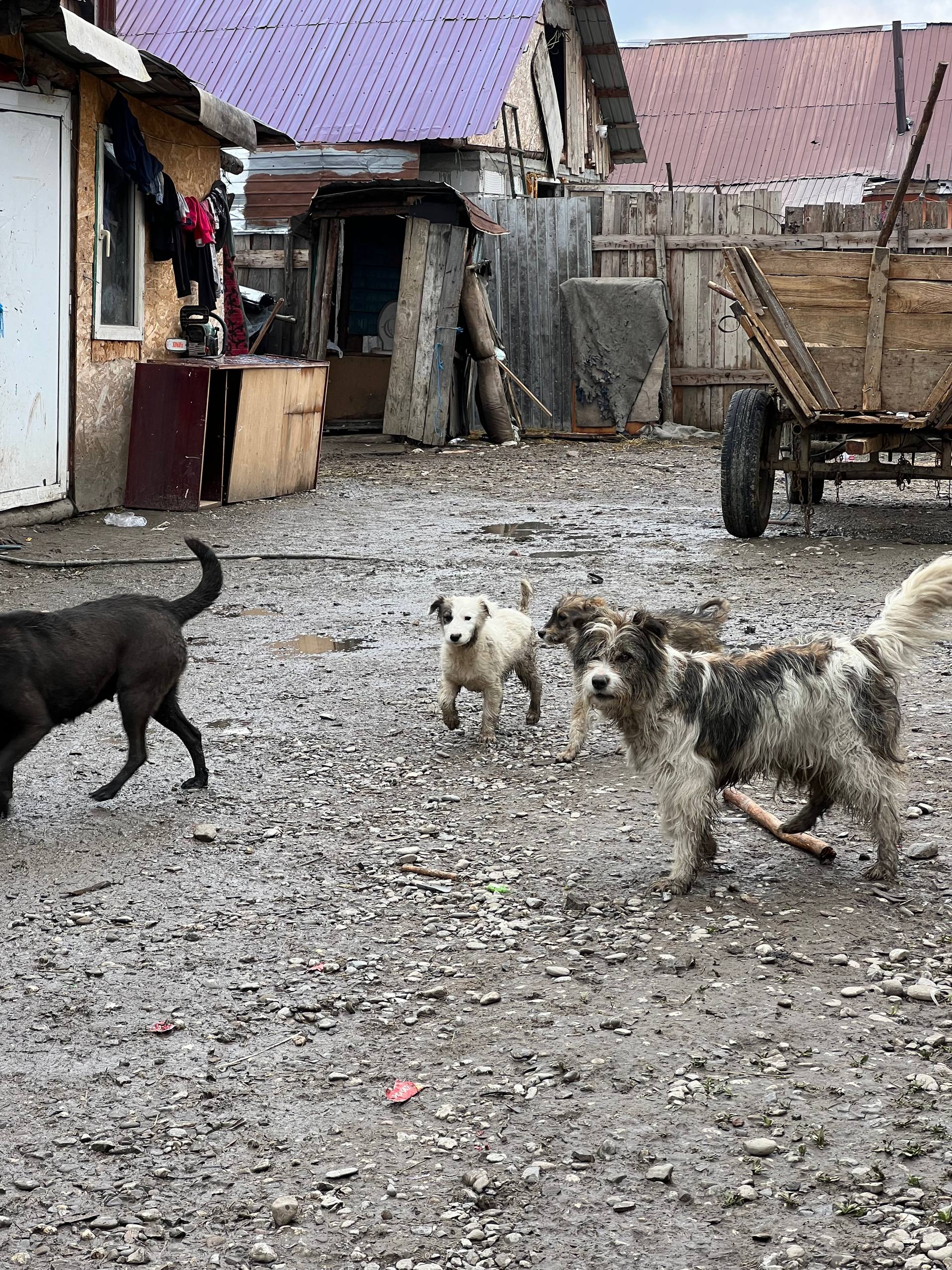 Die Hunde leben oft in tristen Höfen