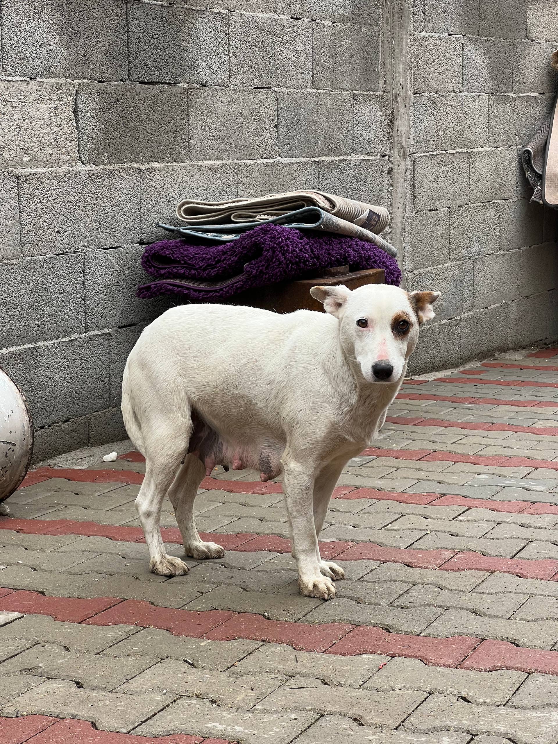 Diese Hündin muss bereits viele Welpen gehabt haben