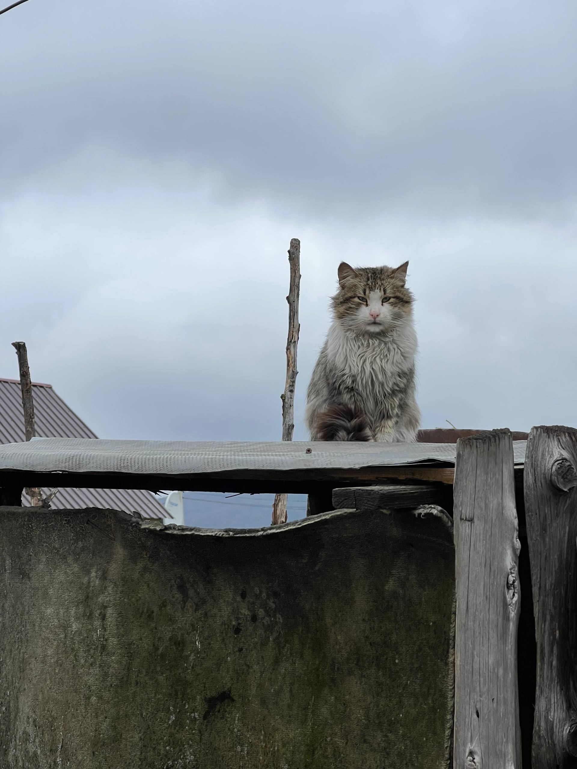 In der Gemeinde gibt es ebenso viele Katzen, die sich unkontrolliert vermehren