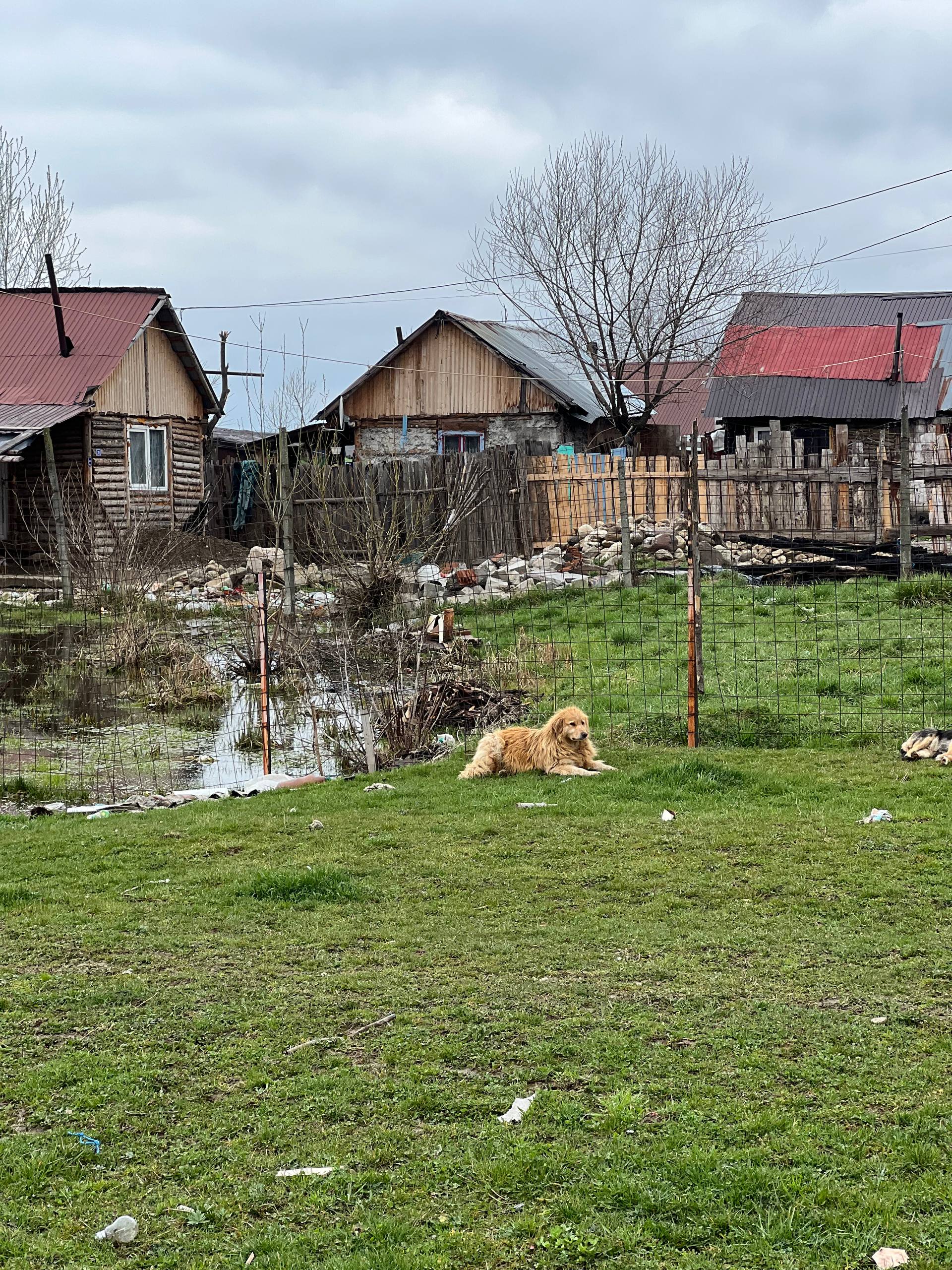 Die Zäune zum Nachbarshund sind oft leicht zu überwinden