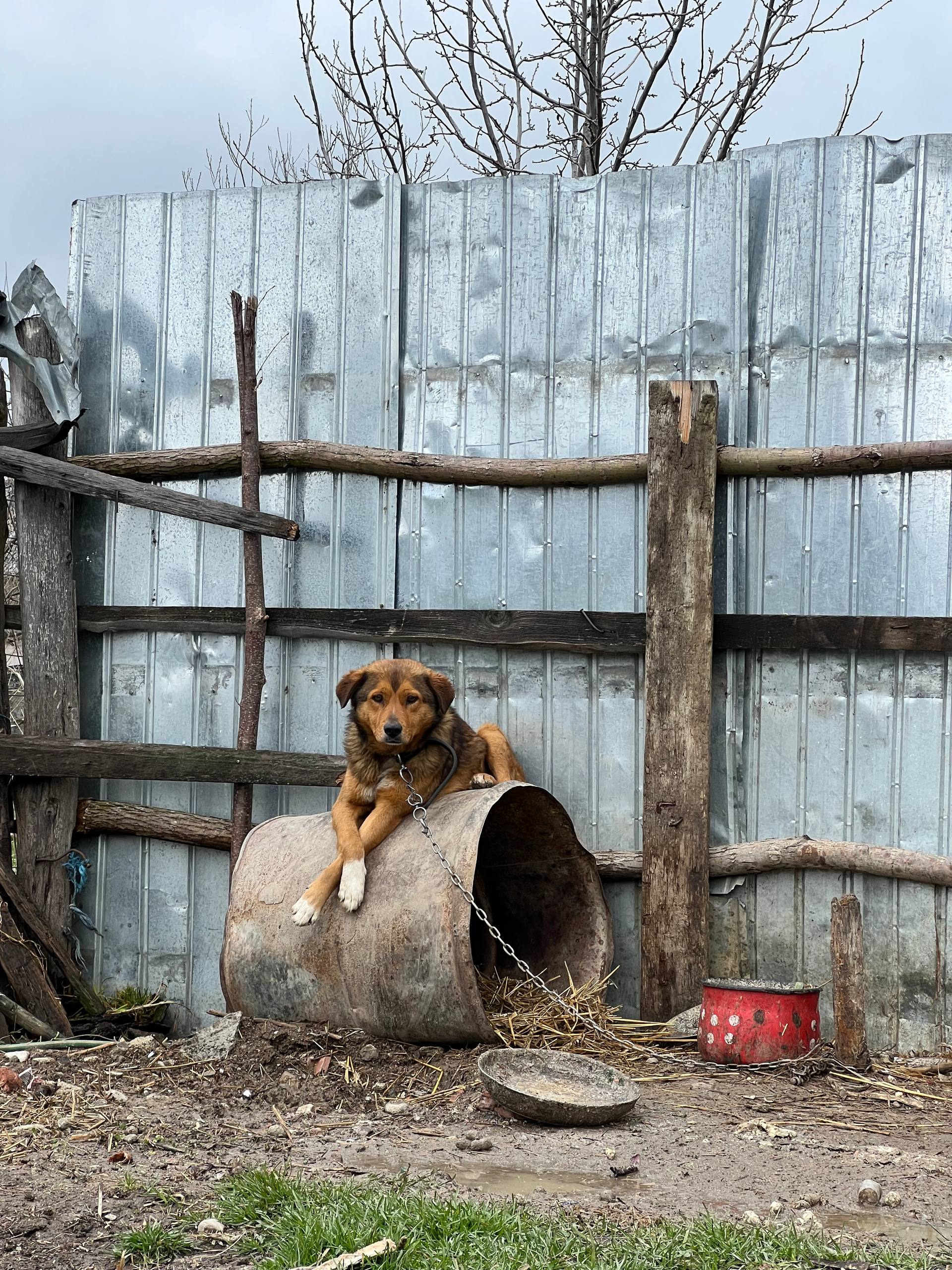 Viele Hunde werden ihr Leben lang an einer Kette im Hof gehalten