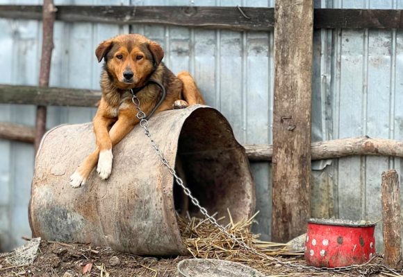 Hund an einer Kette liegt auf alter Blechtrommel