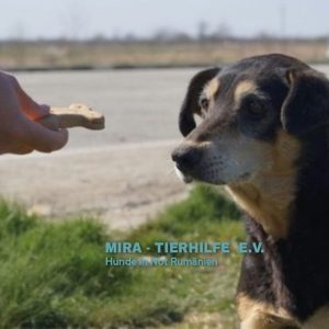 Logo Mira Tierhilfe