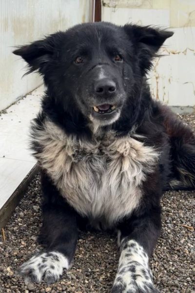 Rüde sieht neugierig in die Kamera.