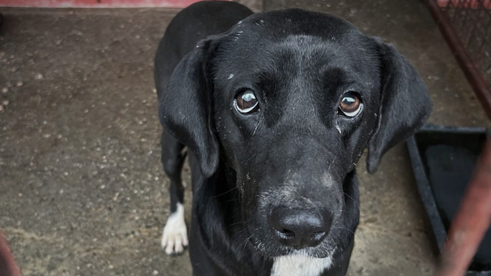 Schwarzer trauriger Hund in Tötungsstation