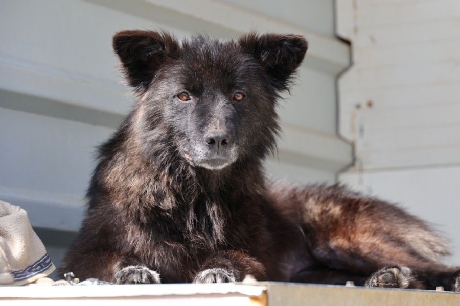 Hund mit schwarzem Fell schaut in die Kamera