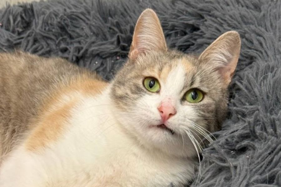 Sina, eine Katze mit weiß-rotem Fell, liegt auf einer Decke und gut von unten in die Kamera