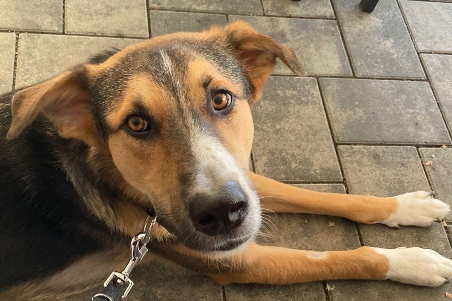 Ein dreifarbiger Hund schaut mit treuem Blick, während er auf dem Boden liegt.