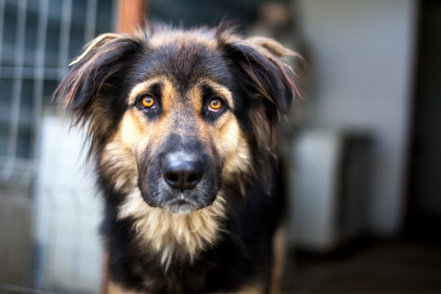 Braun schwarzer Hund