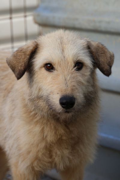 Hündin Feta schaut in die Kamera