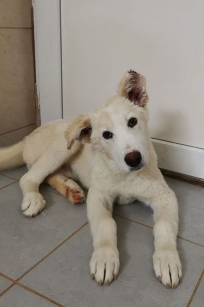Perla schaut mit schräg gelegtem Kopf in die Kamera