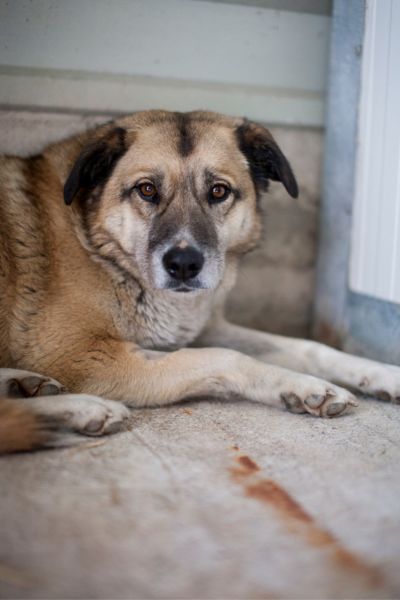 Hündin Annika liegt auf dem Boden und schaut direkt in die Kamera