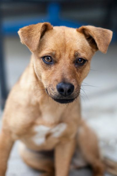 Junghündin sitzt neugierig vor der Kamera.