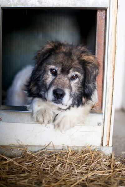 Oldie Mika liegt in der Hundehütte und schaut raus