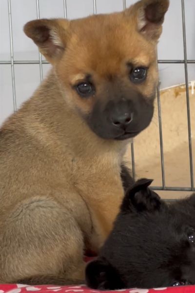 Brauner Welpe Percy sitzt im Tierheim und schaut in die Kamera.
