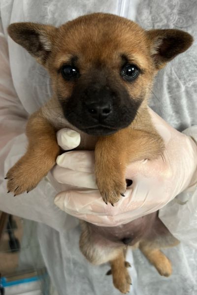 Brauner Welpe Percy mit dunkler Schnauze wird von einer Person auf dem Arm gehalten und schaut in die Kamera.