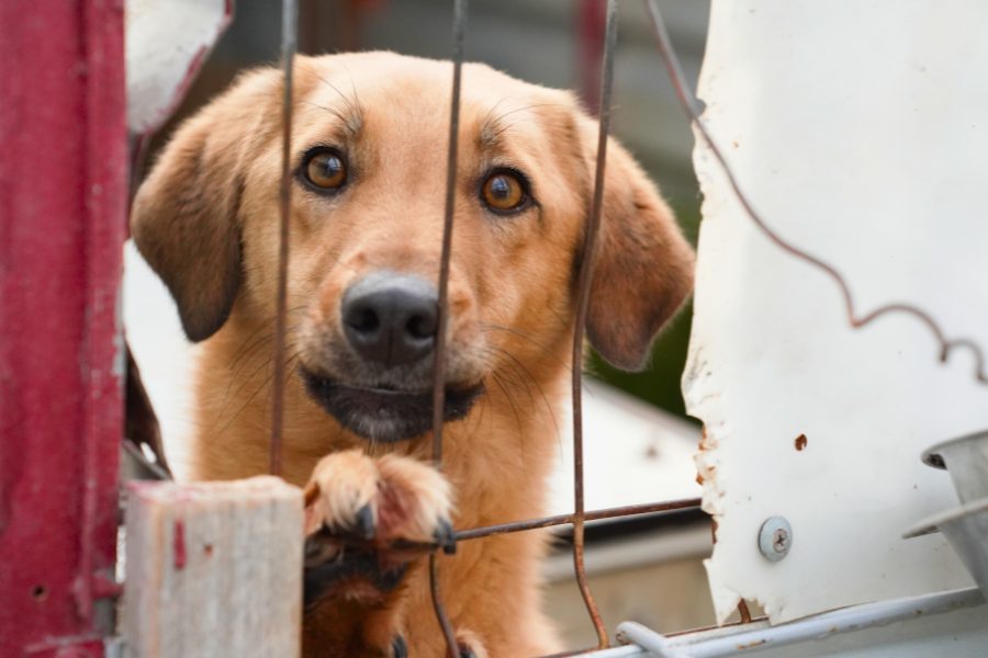 Brauner Hund hinter Gitterstäben: Hund adoptieren!