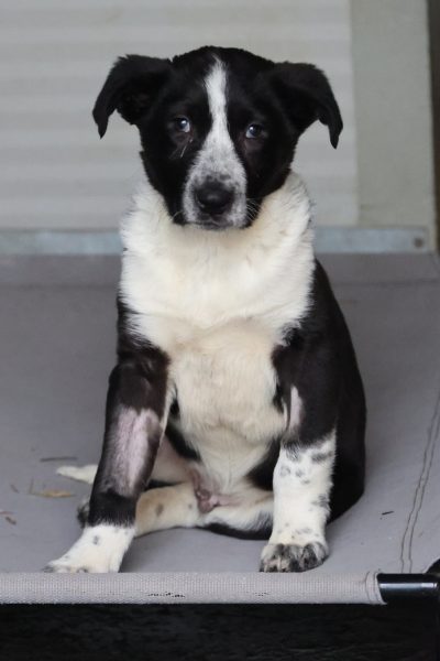 Welpe Avi schaut in die Kamera