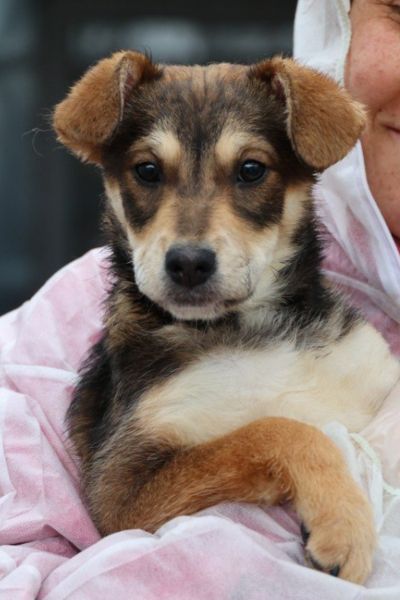 Welpe sieht in die Kamera