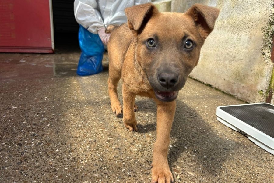 Brauner Welpe Shego läuft im Tierheim auf die Kamera zu.