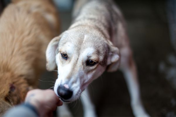 Hündin Aika schnüffelt neugierig an der Hand.