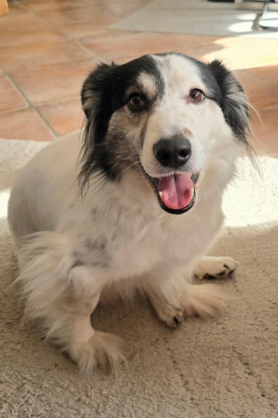 Holly sitzt und schaut freundlich in die Kamera.