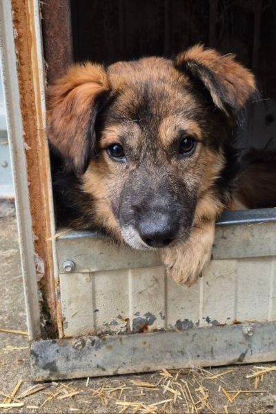 Paul schaut aus seiner Hundehütte.