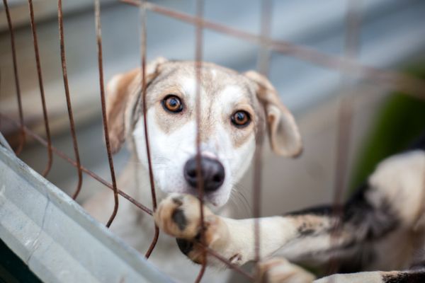 Hündin Aika schaut durchs Gitter