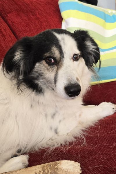 Holly liegt auf dem Sofa.
