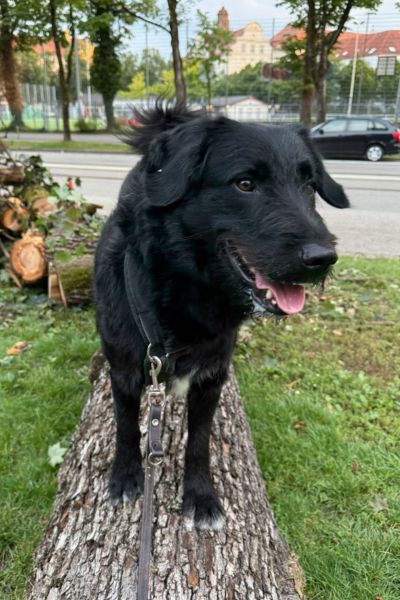 Tartufo schaut zur Seite.