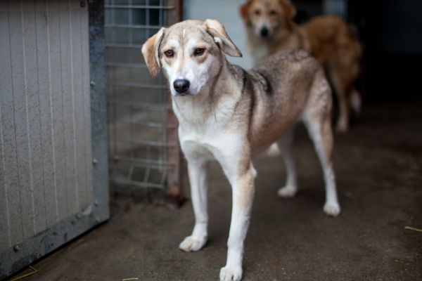 Aika steht und schaut neugierig.