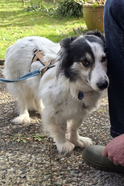 Holly drückt sich an das Bein eines Menschen.