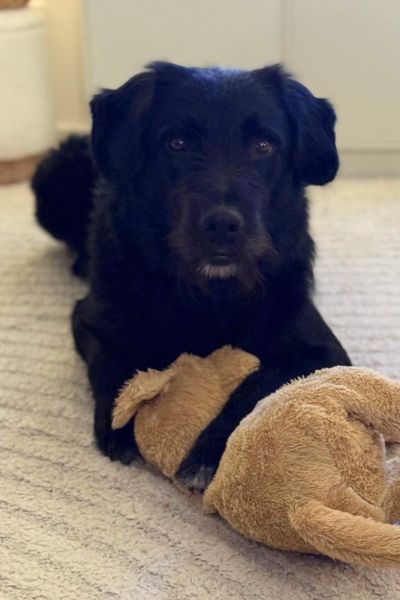 Tartufo liegt und hat ein Kuscheltier vor sich.