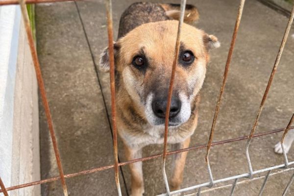 Wanja schaut traurig durchs Gitter ihres Zwingers.