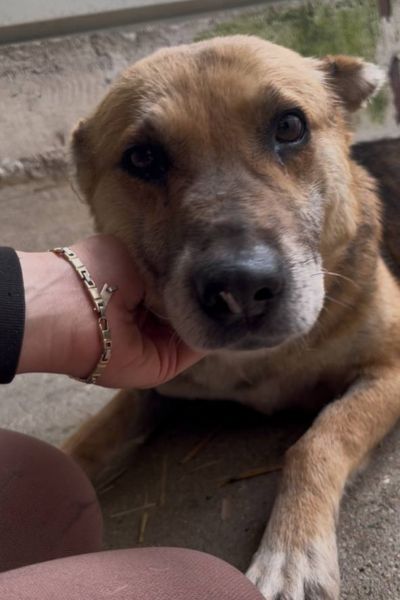 Hündin Wanja lässt sich kraulen