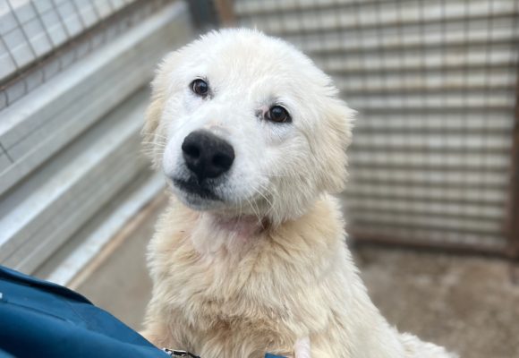 Weißer Hund schaut in die Kamera