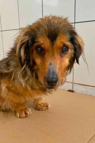 Kleine, braune Hündin schaut in die Kamera