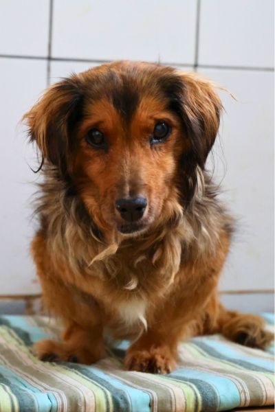 Kleine, braune Hündin schaut in die Kamera