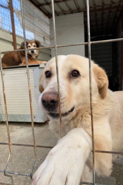 Beige-weiße große Hündin schaut in die Kamera