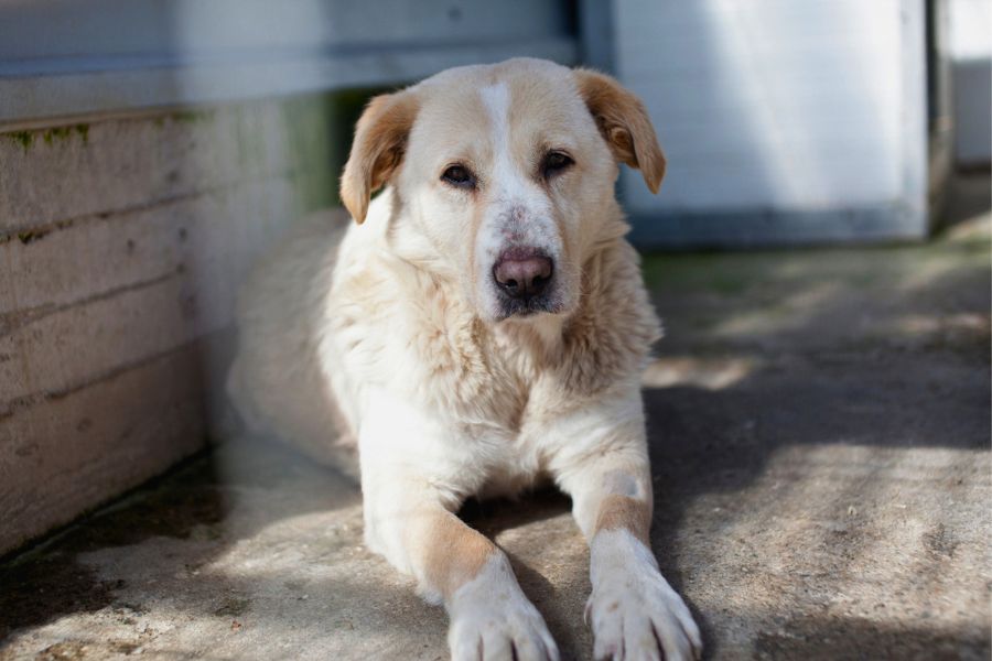 Beige-weiße große Hündin schaut in die Kamera