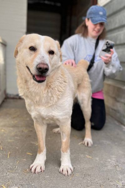 Beige-weiße große Hündin schaut in die Kamera