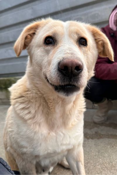 Beige-weiße große Hündin schaut in die Kamera